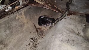 IMG 20250915 12155742