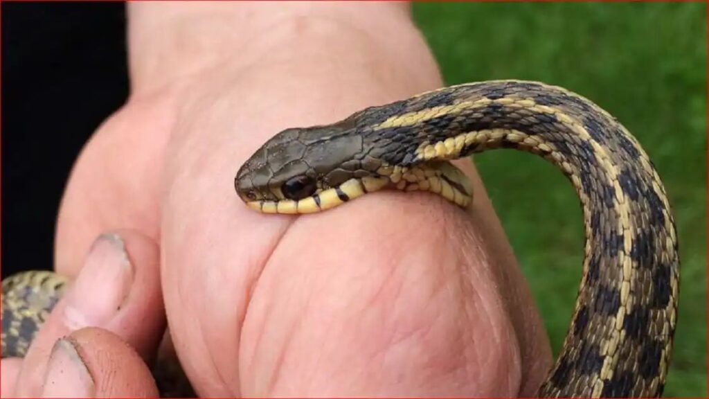 n7030135841772530169614e8e12bb2d5900de2ece02b9861f4f9645e00f05c25db884f3901b8722aa69723