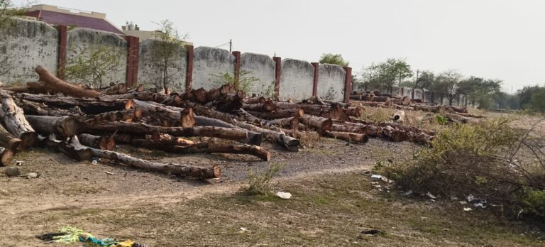 ग्राम पंचायत हसौद में रेस्ट हाउस के पीछे शासकीय जमीन पर प्रतिबंधित लकड़ी अर्जुन पेड़ों की कटाई कर भारी मात्रा में किया गया अवैध भंडारण IMG 20260530 WA0019