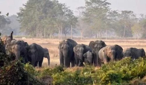 हाथियों का दल लौटा धरमजयगढ़, वन विभाग और स्थानीय ग्रामीणों ने ली राहत की सांस IMG 20260615 WA0011