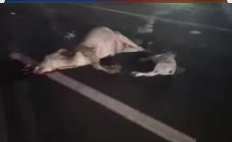 NH-52 पर बड़ा हादसा: तेज रफ्तार ट्रक ने 17 गाय-बछड़ों को रौंदा, 15 की दर्दनाक मौत… सिस्टम पर फिर उठे सवाल IMG 20260726 141243