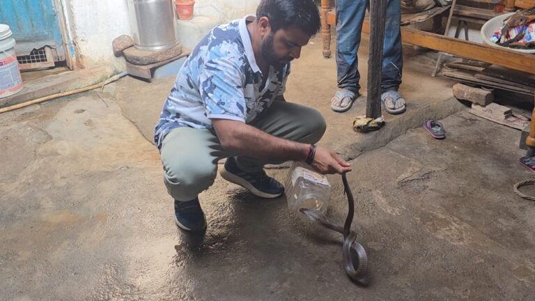 भूखे कोबरा ने तोते को बनाया शिकार, RCRS टीम ने किया सुरक्षित रेस्क्यू IMG 20260801 WA0093