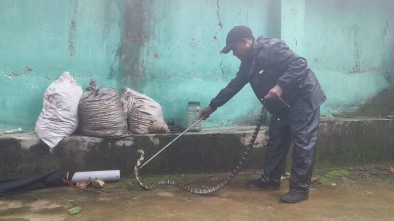 सबसे छोटे किंग कोबरा के रेस्क्यू ने बदली धारणा, कोरबा में हो रहा है ‘किंग कोबरा‘ का प्राकृतिक प्रजनन IMG 20260808 WA0019