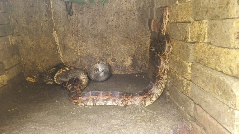अजगर ने किया बत्तख का शिकार, घर के अंदर का नजारा देख घरवालों के उड़े होश IMG 20260825 WA00221