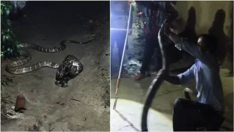 बिहार में दिखा रोंगटे खड़े करने वाला मंजर, एक ही घर में घुसे किंग कोबरा और अजगर, उसके बाद जो हुआ… n722189802178592738545984b7d61e5a6c7e0f74140c8382447f9b9a7f41e39e5ed1e61df1c2ec17fbd3d9