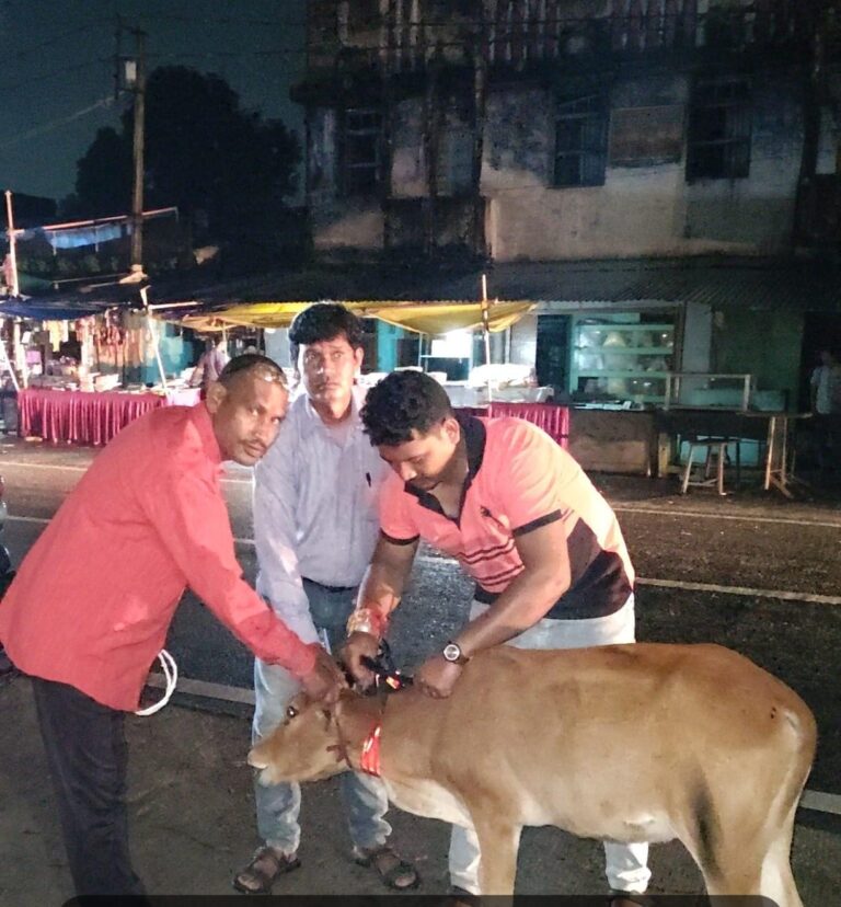 Korba: पशुधन विकास विभाग द्वारा 52 पशुओं को लगाए गए रेडियम बेल्ट IMG 20260901 WA0001