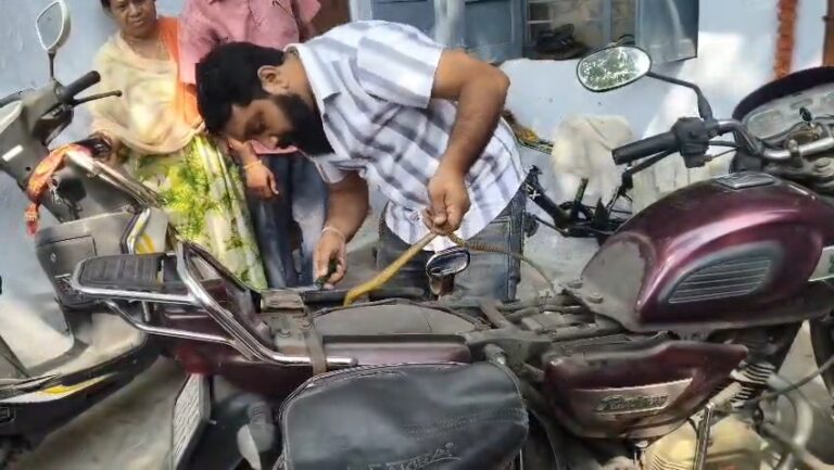 बाइक की सीट के अंदर छिपा मिला खूबसूरत पीले रंग का रैट स्नेक, वन विभाग की टीम ने किया सुरक्षित रेस्क्यू IMG 20261013 12382499